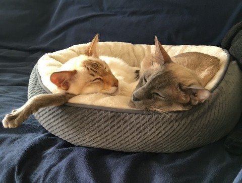 siamois garde à domicile